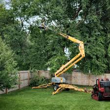 Professional Tree Removal in Shafter, CA